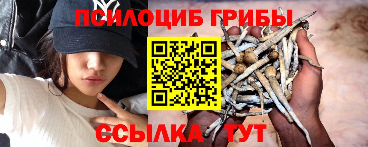 Менделеевск  Псилоцибиновые грибы Psilocybine cubensis  Вход с VPN 